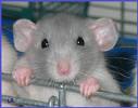 Mobile Radiation Can Damage Memory – A Study