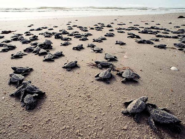 Activists release 680 sea turtles into sea