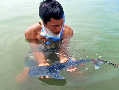 World's smallest whale shark found in Philippines