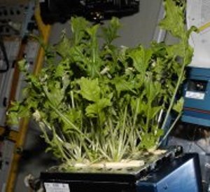 Astronaut sows first fresh vegetable in ISS` space `garden`