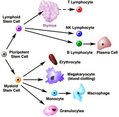 Stem Cells