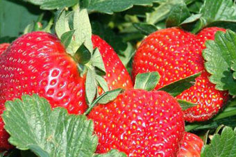 Strawberry farmers happy as weather ensures a good’s yield