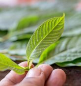 What Is Kratom Made From?
