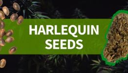 Harlequin Seeds Info 2025: Effects, Genetics & Benefits