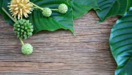 Long-Term Effects of Kratom – Benefits, Risks, and What You Should Know