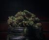 What’s the Difference Between THC and THCa?