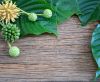 Long-Term Effects of Kratom – Benefits, Risks, and What You Should Know