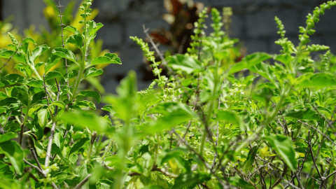 ITC Agri Business Division: Pioneering Medicinal and Aromatic Plant Cultivation for a Healthier Future