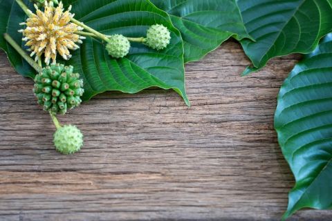 Long-Term Effects of Kratom – Benefits, Risks, and What You Should Know