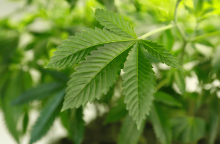 Charlotte’s Web, CBDistillery, PlusCBD, Medterra Lead US CBD Products Market