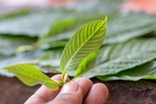 What Is Kratom Made From?
