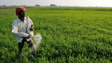 Rashtriya Chemicals and Fertilizers Shares Jump 4.2%; Looks Bullish on Technical Charts