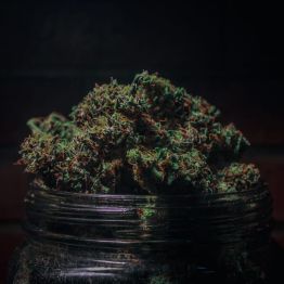 What’s the Difference Between THC and THCa?