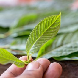 What Is Kratom Made From?