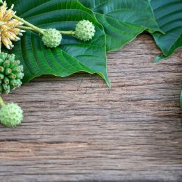 Long-Term Effects of Kratom – Benefits, Risks, and What You Should Know