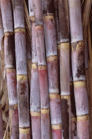 Punjab Farmer's Cultivating Sugarcane