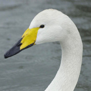 Oldest known swan found dead in Denmark