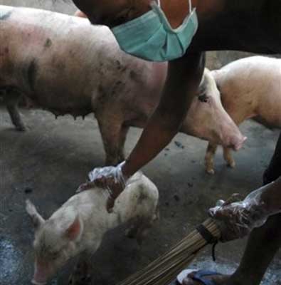 No confirmed Swine Flu cases in India