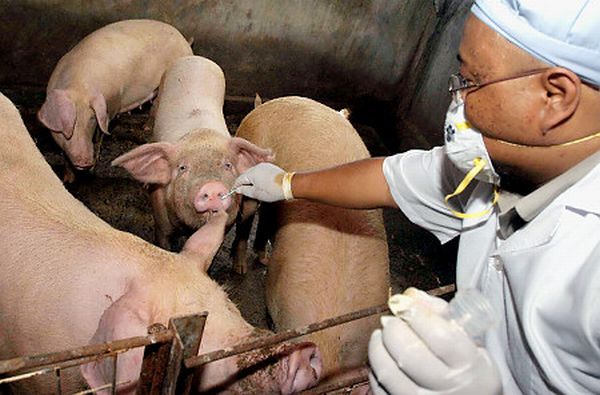 US swine flu cases increase to 642, likely to spread 