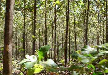 World’s oldest teak trees dying in Kerala