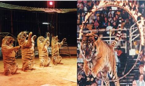 Experts moot rehabilitation plans for circus animals