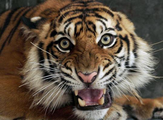 'Tiger' kills boy in Kathmandu 