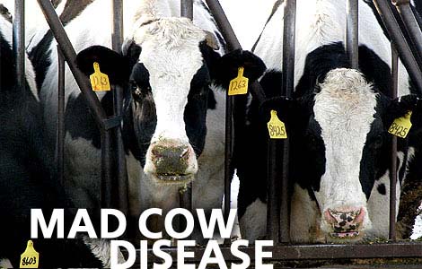 Blood test for mad cow disease developed by Canadian researchers 