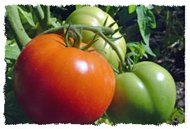 Jharkhand farmers take to tomato cultivation