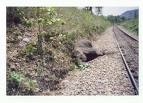 Train Kills 3 Elephant 