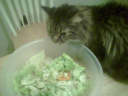  Say hello to UK’s only vegetarian cat Dante!