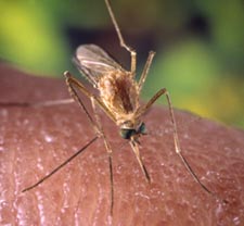 West Nile Virus