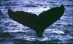 whales