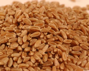 Iran to import Wheat from India
