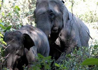 Wild elephants kill elderly man on Indonesia's Sumatra island 