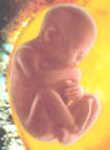 Baby in Womb
